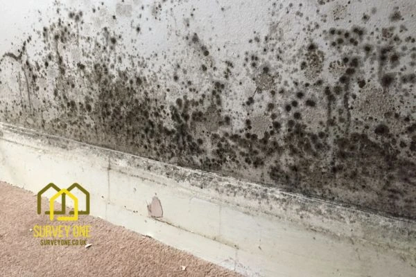 What’s the First Step to Take When You Notice Damp on a Party Wall Swindon?